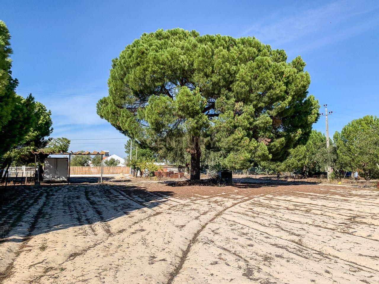 Fotografia 3 de Terreno rústico com 2.600 m² - Vale Gamito, Quinta do Amaro, Grândola