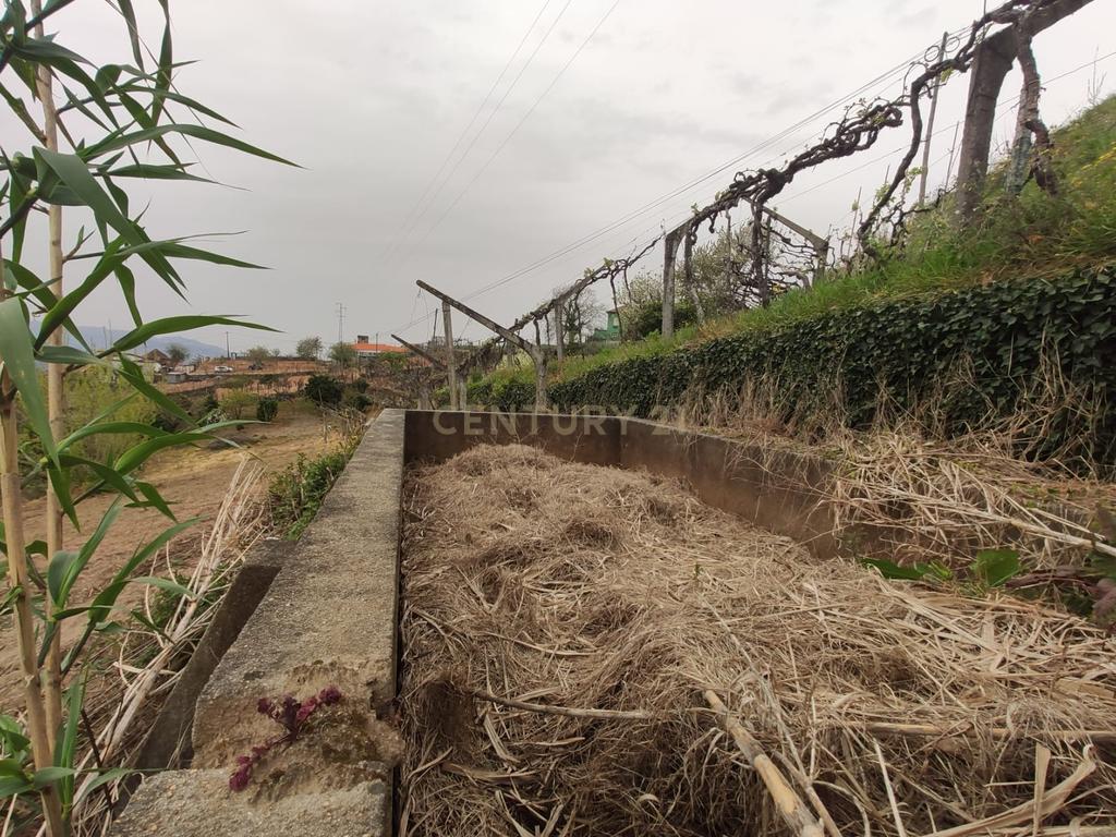 Terreno com casinha e vista para o rio Douro, em S. Tomé de Covelas, Baião para projeto agrícola - Image 52