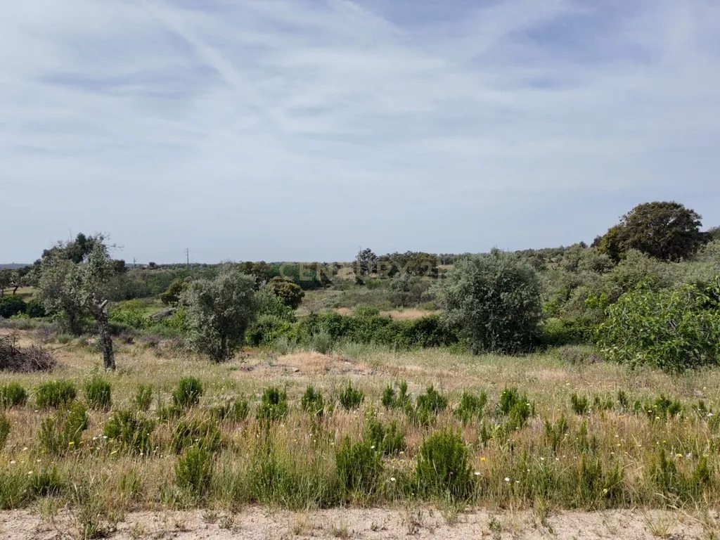Oportunidade Única: Quinta de 16 Hectares com produção de plantas aromáticas, 2 Ha de rosas DAMASCENA, destilação de óleos essenciais e actividade e-commerce - Image 28