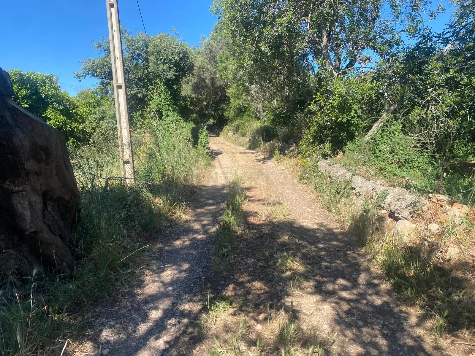 Fotografia 3 de Oportunidade – Terreno Rústico em Carvalhas, Boliqueime