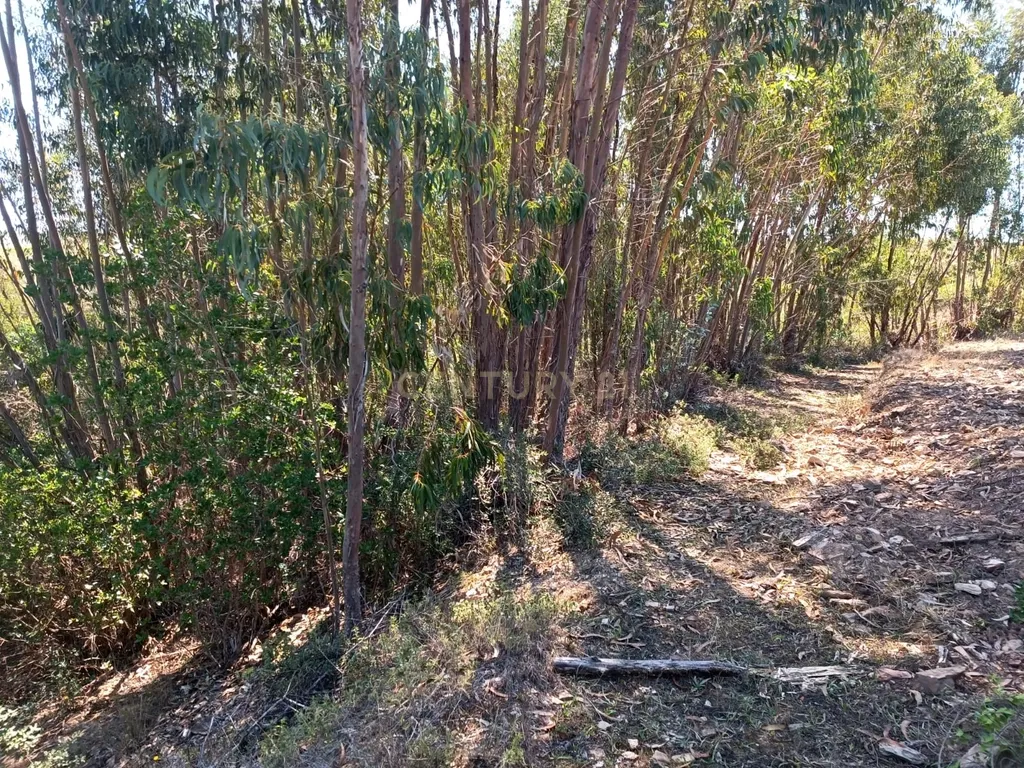 Terreno rústico de 112.000m2 em Ladeiras - S. Bartolomeu de Messines - Silves - Image 14