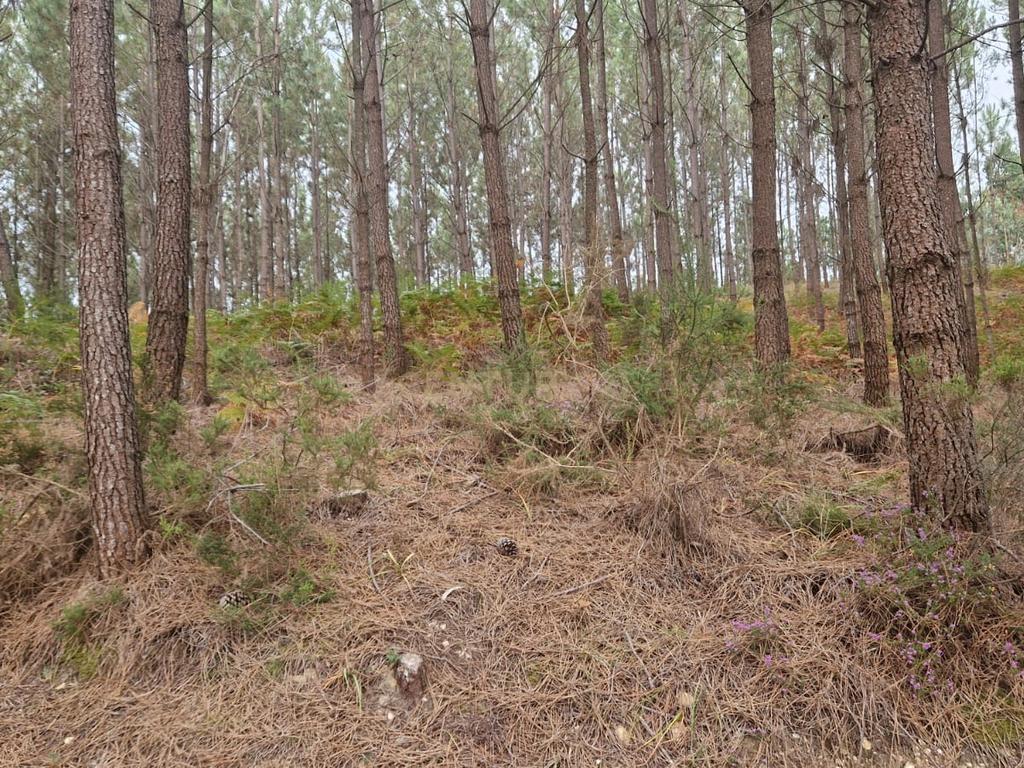 Terreno com 2020m2 para construção em Carnide - Image 37