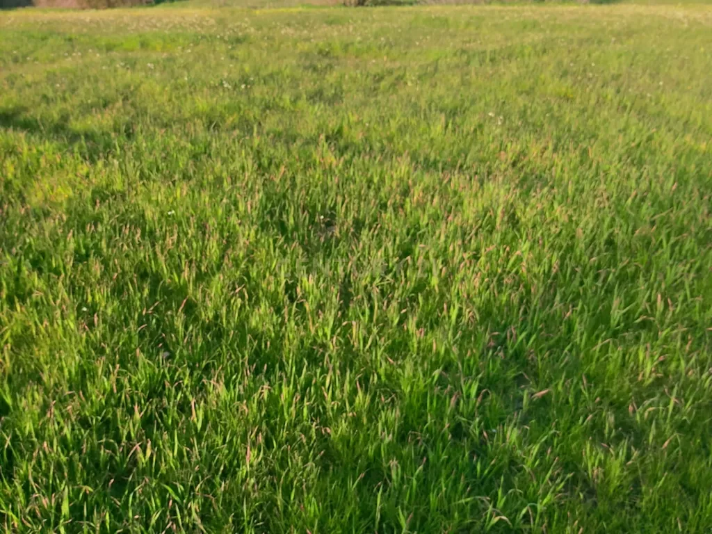 Terreno à Venda em Lamas – Cadaval - Image 8