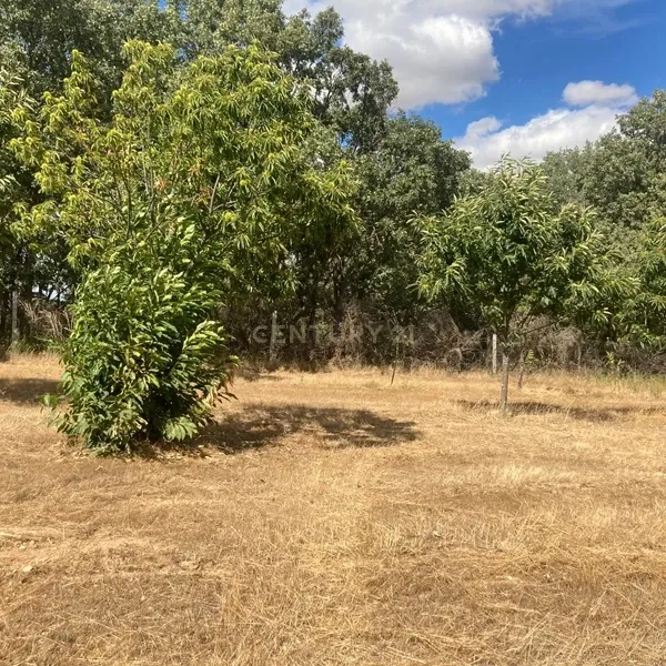 Terreno Agrícola em Pinela, Bragança - Image 9