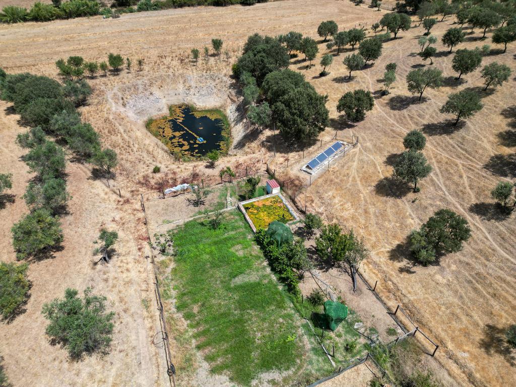 Herdade de 62 Hectares no Coração do Alentejo – Évora - Agricultura - Pecuária - Turismo Rural - Painéis Solares - Image 36
