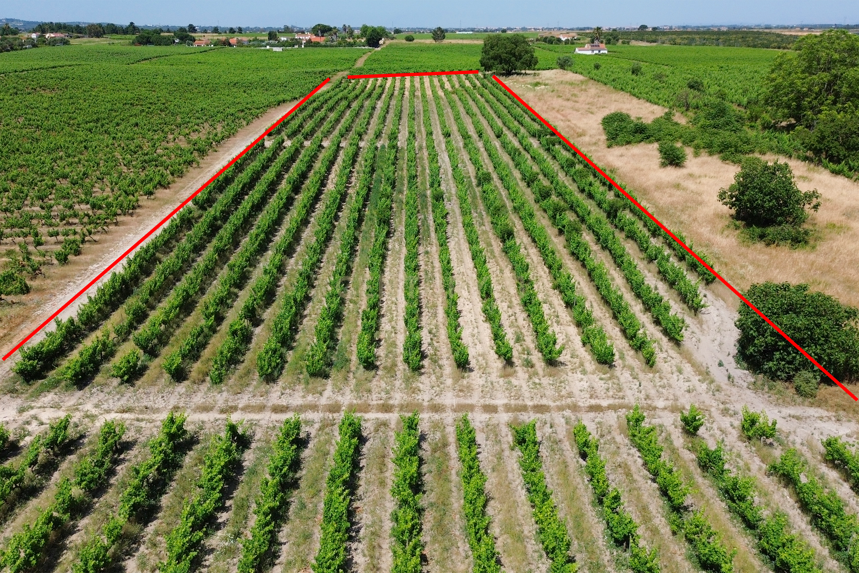Fotografia 5 de Terreno no Lau com vinhas certificadas