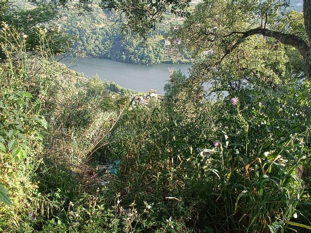 Terreno florestal com vista para a praia fluvial de Porto de Rei em Barqueiros, Mesão Frio às portas do Douro - Image 19