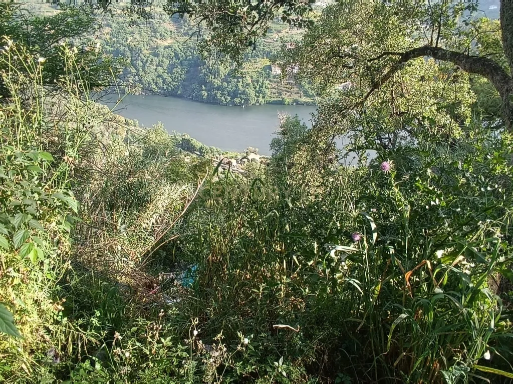 Terreno florestal com vista para a praia fluvial de Porto de Rei em Barqueiros, Mesão Frio às portas do Douro - Image 19