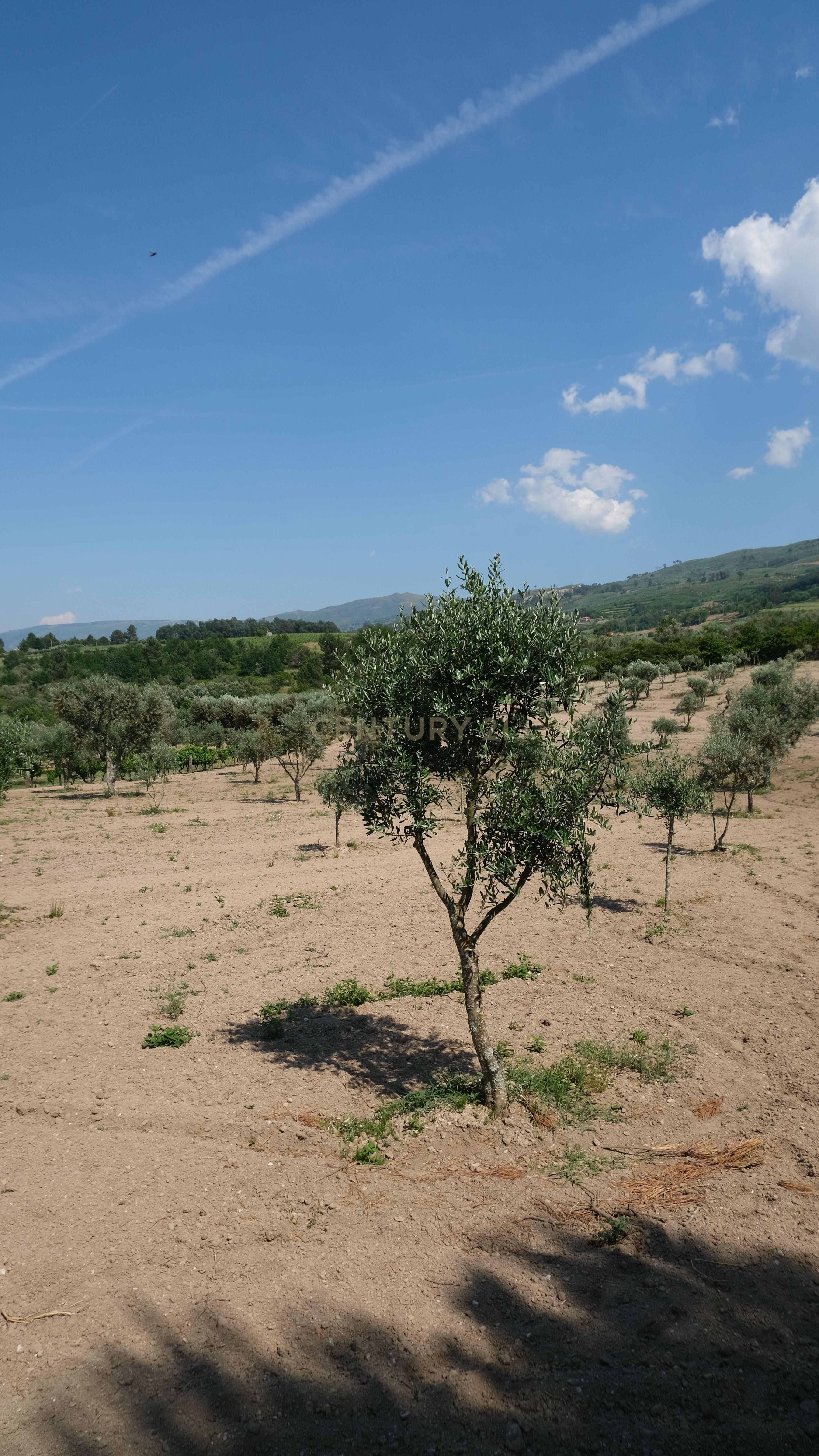 Fotografia 11 de Terreno com 2.006 m², oliveiras em produção e construção de apoio | São Paio, Gouveia