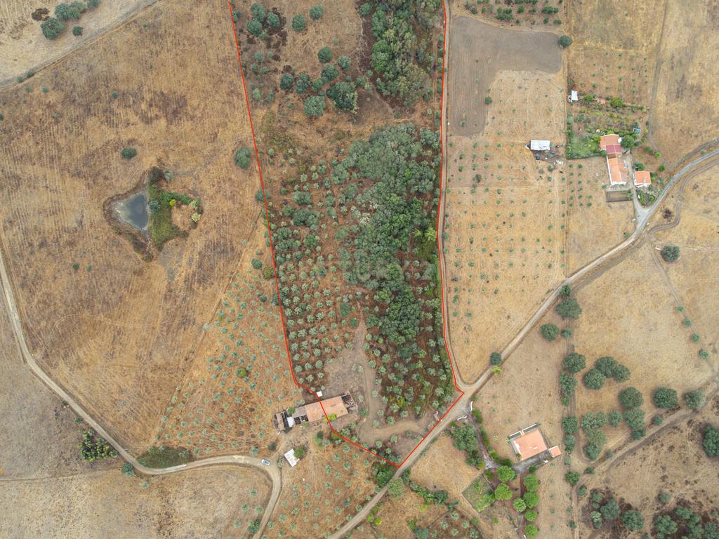 HERDADE COM 5,9 HECTARES, MORADIA E CAVALARIÇA | SANTIAGO DO ESCOURAL - Image 10