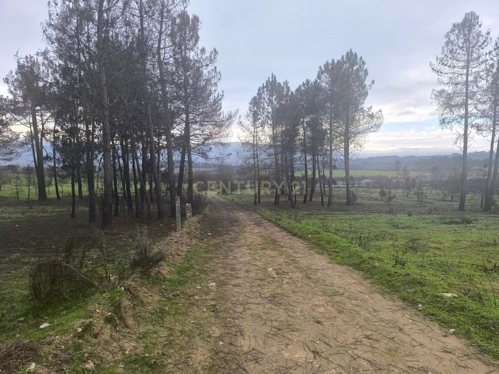 Terreno com vinha e poço - Perto da Zona Industrial de Chaves - Image 12