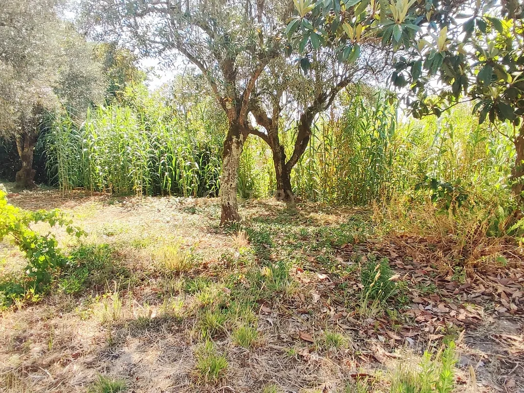 Terreno para construção de moradia em Geria, às portas da cidade de Coimbra - Image 5