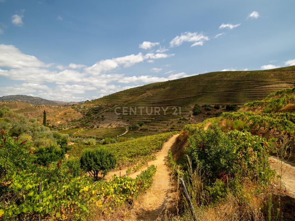 Farm with productive vineyard in the Douro Demarcated Region — São João da Pesqueira - Image 24