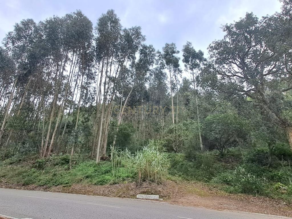 Terreno com Eucaliptos à Venda – Natureza e Tranquilidade em Mafra - Image 8