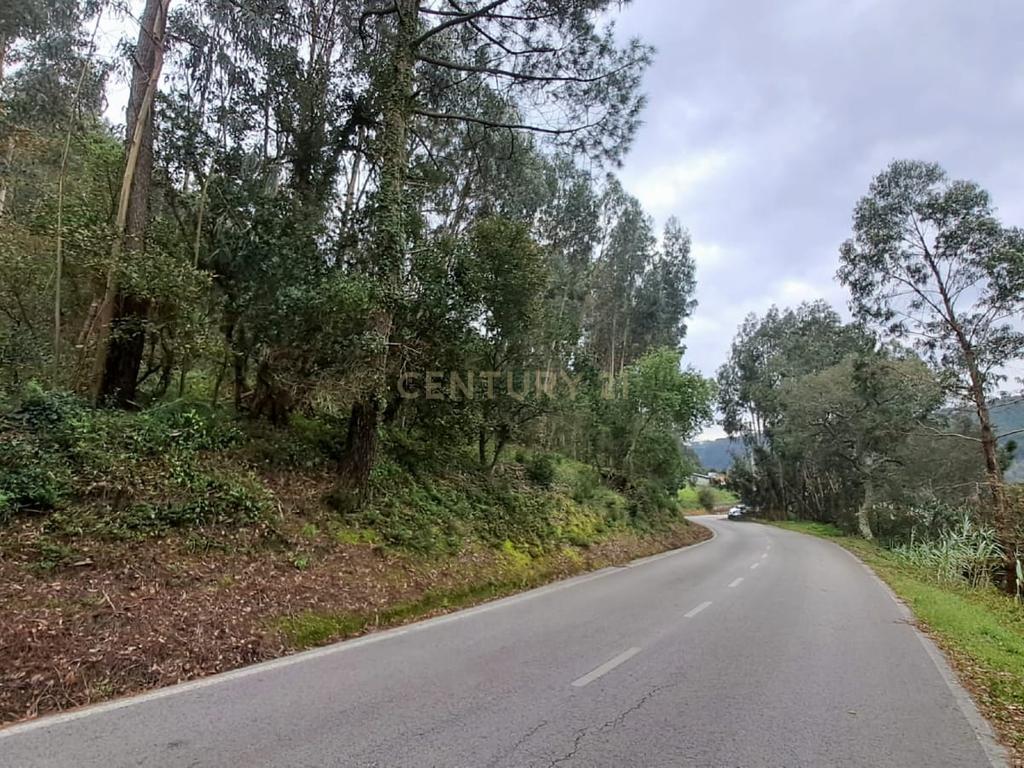Terreno com Eucaliptos à Venda – Natureza e Tranquilidade em Mafra - Image 5
