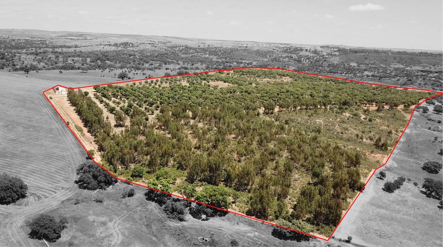 Fotografia 3 de Propriedade no Alentejo com Grande Potencial Turístico e Agrícola perto da Barragem da Rocha.