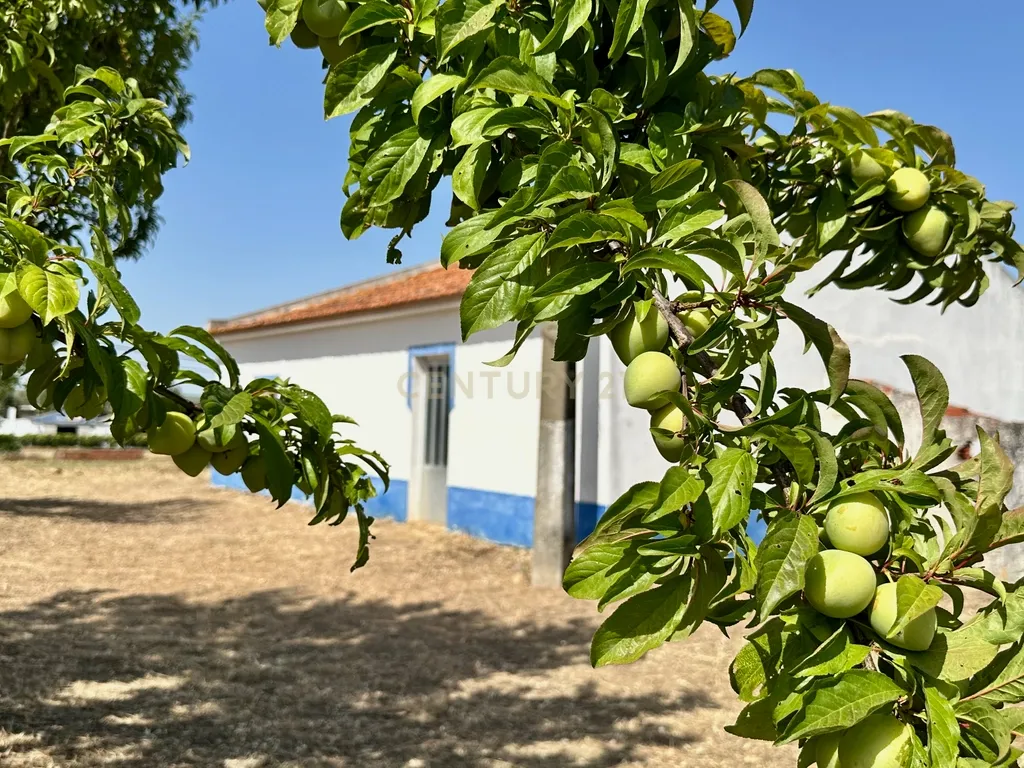 Alentejo-BEJA- Nossa Senhora das Neves, Excelente Quinta, com MORADIA de 267,3 m2 , Casa de Monte de 90 m2 e 23000 m2 de Terreno com Furo e Poço - Image 31