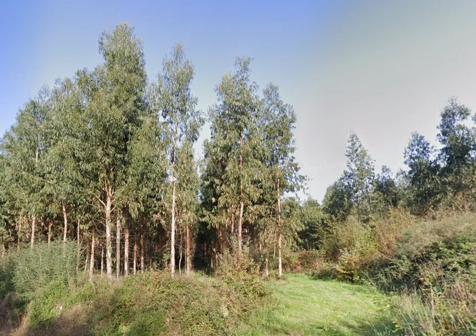 Terreno florestal com área total de 5.400m2 em Alheira - Barcelos - Image 5