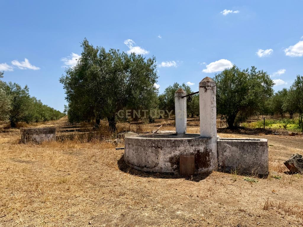 Herdade da Pandeira (93 Hectares) Vinha e Olival em Produção em Reguengos de Monsaraz. - Image 30