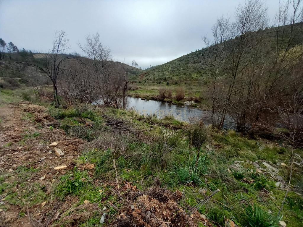 Terreno Rustico com 10000m2 Sobrainho da Ribeira - Image 3