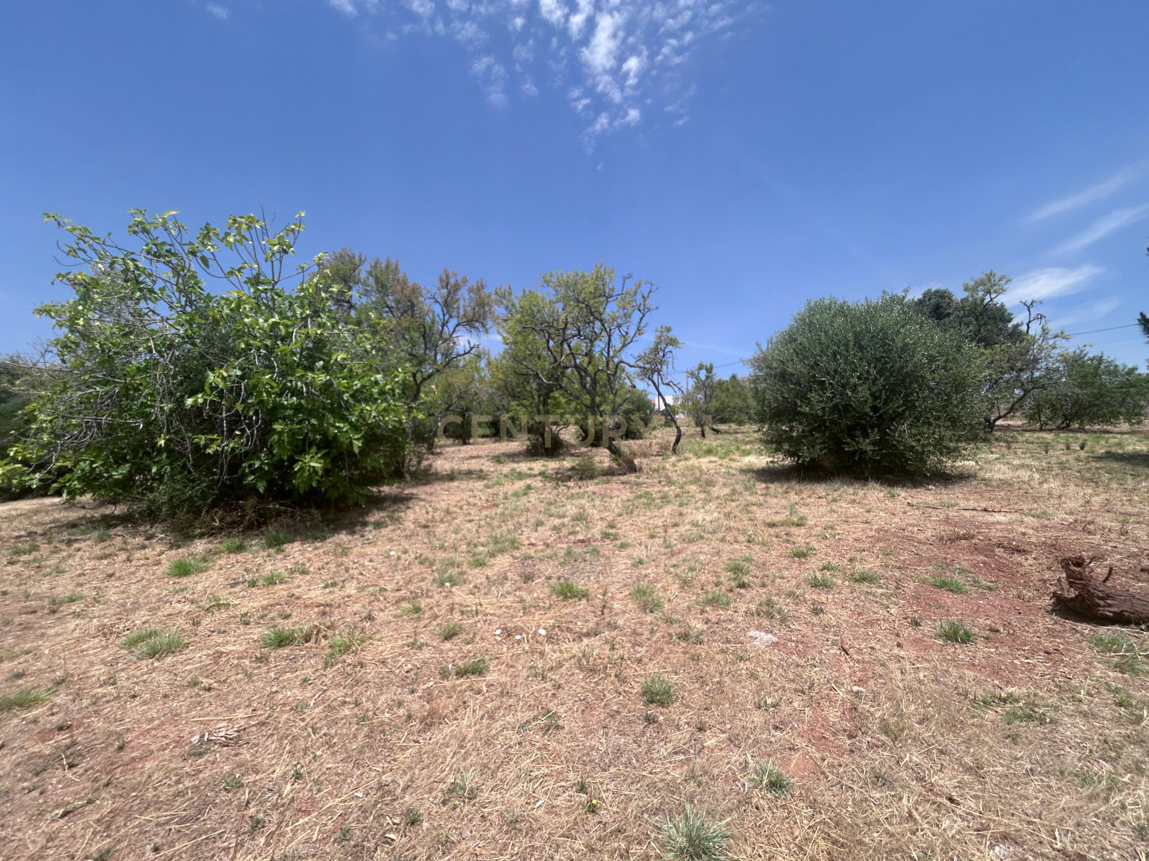 Fotografia 4 de Exclusivo Terreno com 6.320m² em Silves – Natureza, Privacidade e Potencial no Coração do Algarve