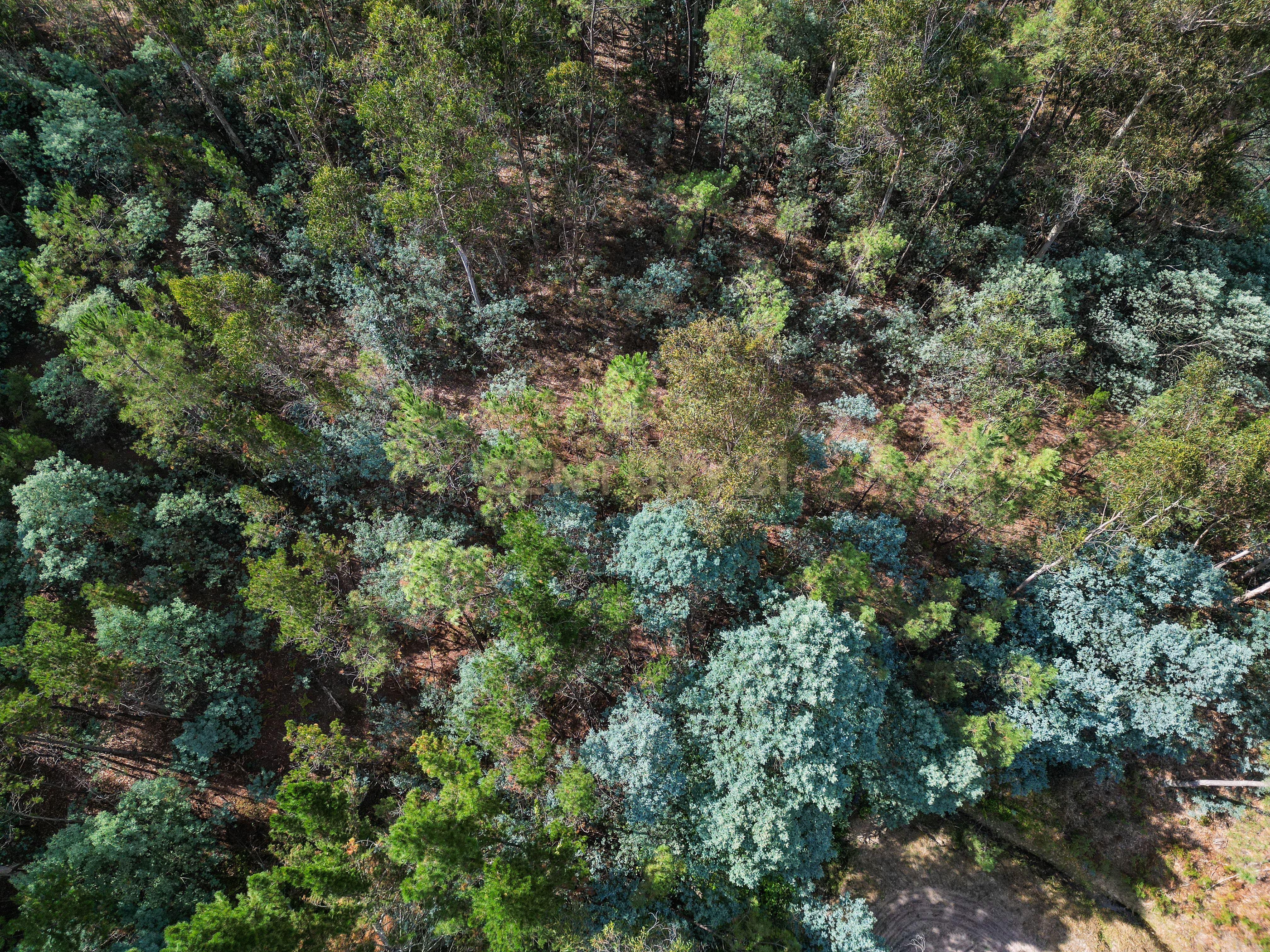 Fotografia 8 de Pinhal com cerca de 720 m² em Canazieira – Cabeça Alta, Montemor-o-Velho