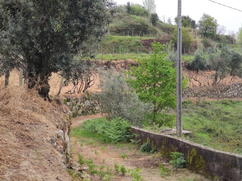 Terreno com casinha e vista para o rio Douro, em S. Tomé de Covelas, Baião para projeto agrícola - Image 48