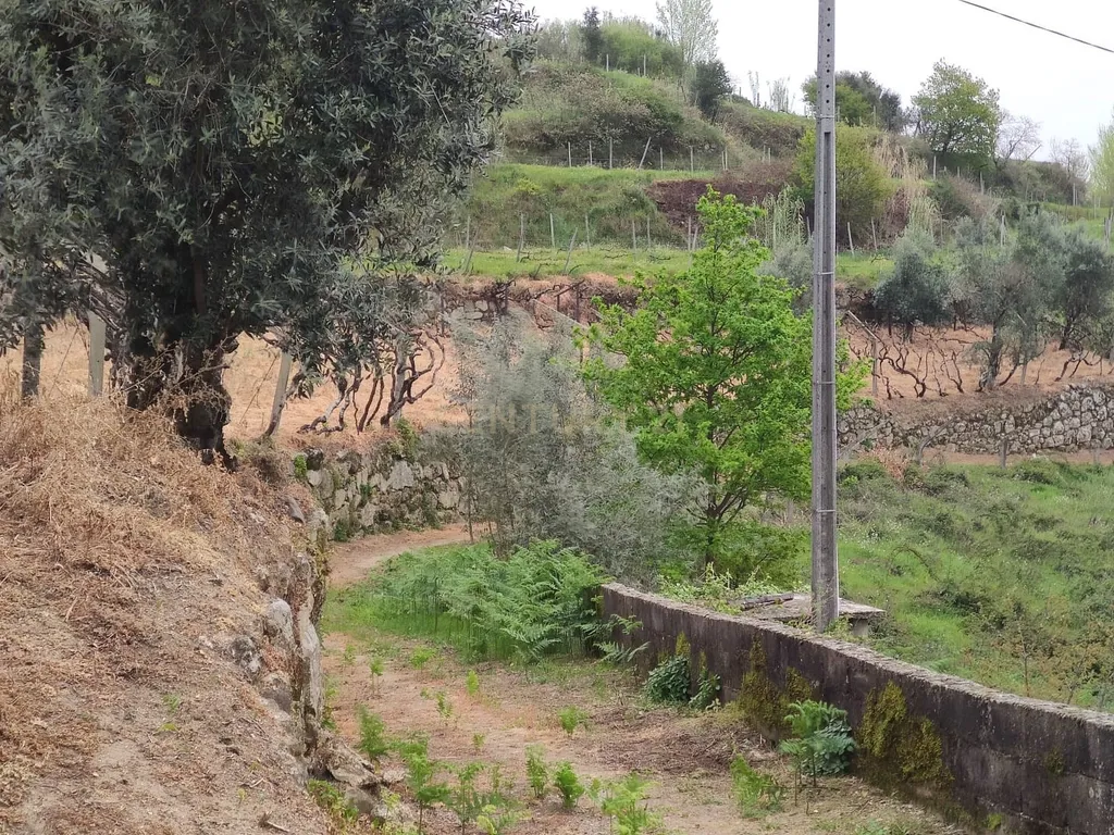 Terreno com casinha e vista para o rio Douro, em S. Tomé de Covelas, Baião para projeto agrícola - Image 48