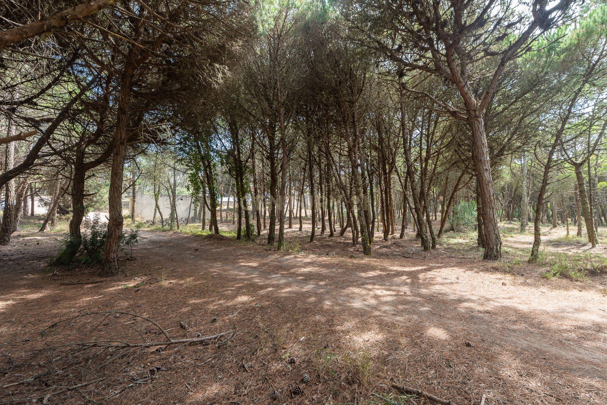Fotografia 4 de Terreno rústico de pinheiros perto das praia de Sintra