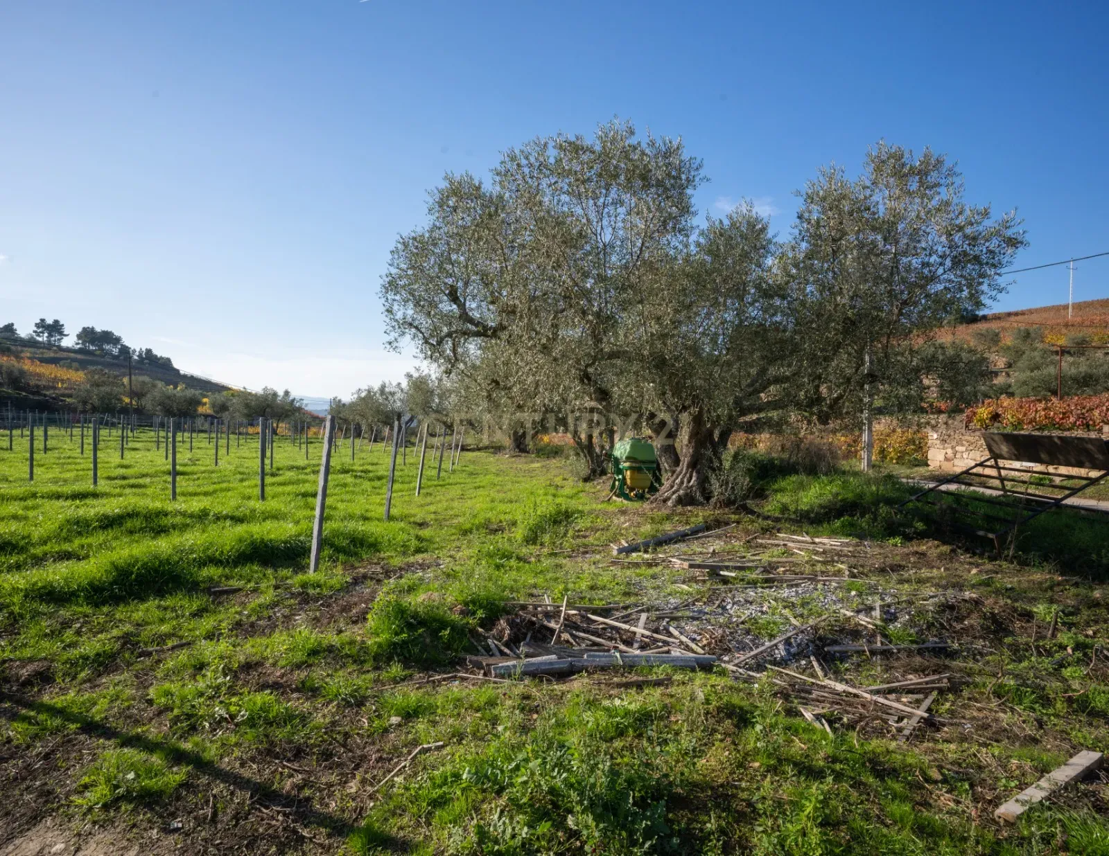 🏡Quinta com Moradia T3 e Vinha no Coração do Alto Douro Vinhateiro – Património Mundial da UNESCO - Image 66
