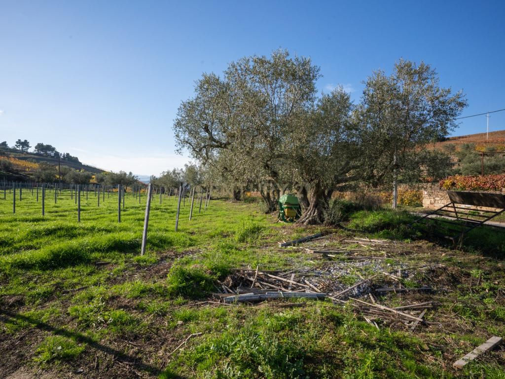 🏡Quinta com Moradia T3 e Vinha no Coração do Alto Douro Vinhateiro – Património Mundial da UNESCO - Image 66
