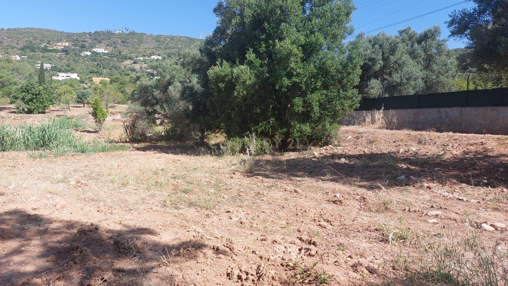 Fotografia 7 de Terreno Rústico com 2.280 m² em Santa Bárbara de Nexe – Sítio do Canal