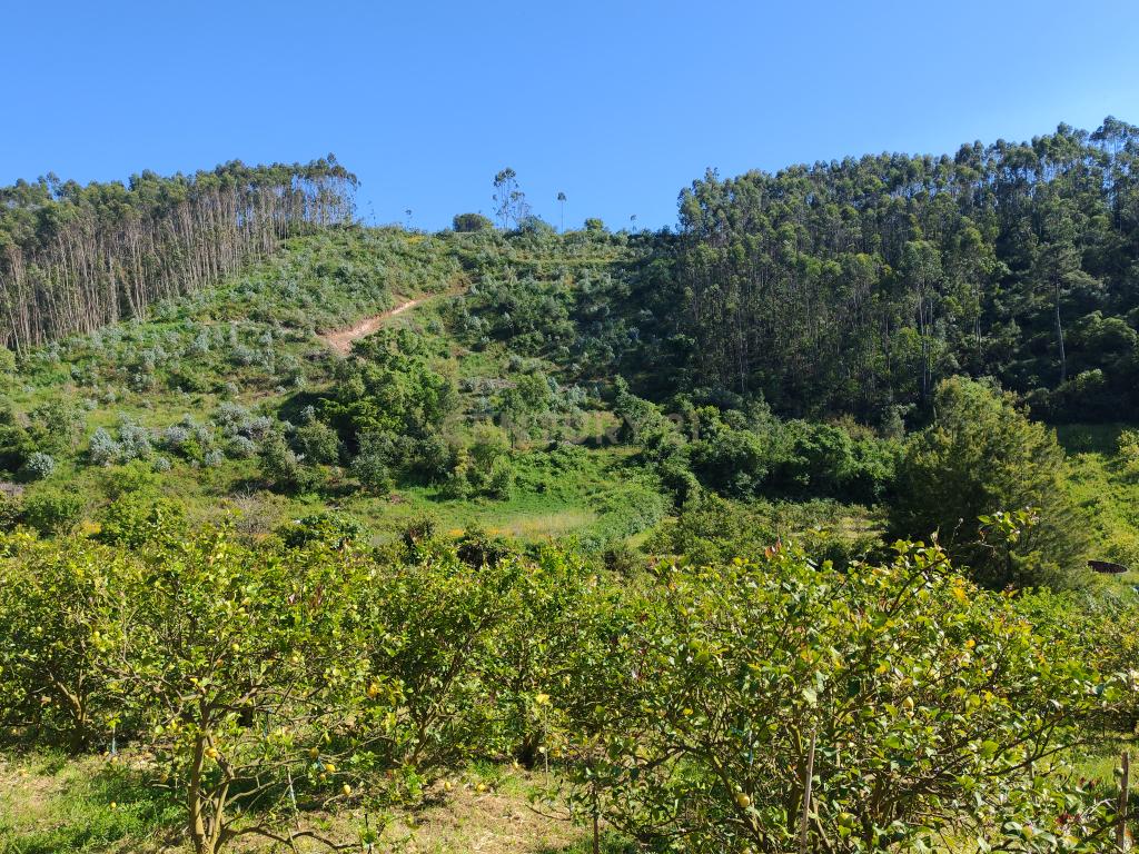 Terreno com Limoeiros | Próximo da Aldeia | Chanca - Mafra - Image 5