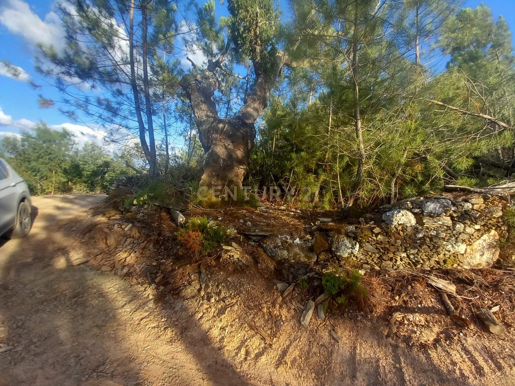 Fotografia 6 de Terreno em Benquerenças, Castelo Branco - 2800m²