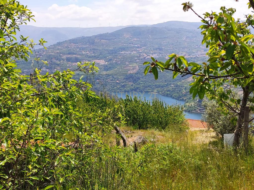 Terreno com casinha e vista para o rio Douro, em S. Tomé de Covelas, Baião para projeto agrícola - Image 87