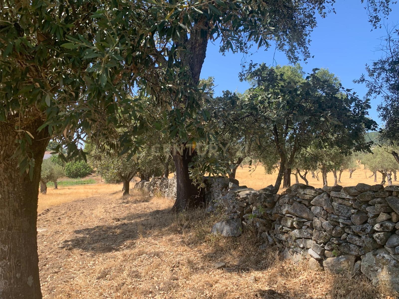 Fotografia 2 de Vende-se Olival em Porto da Boga Portalegre