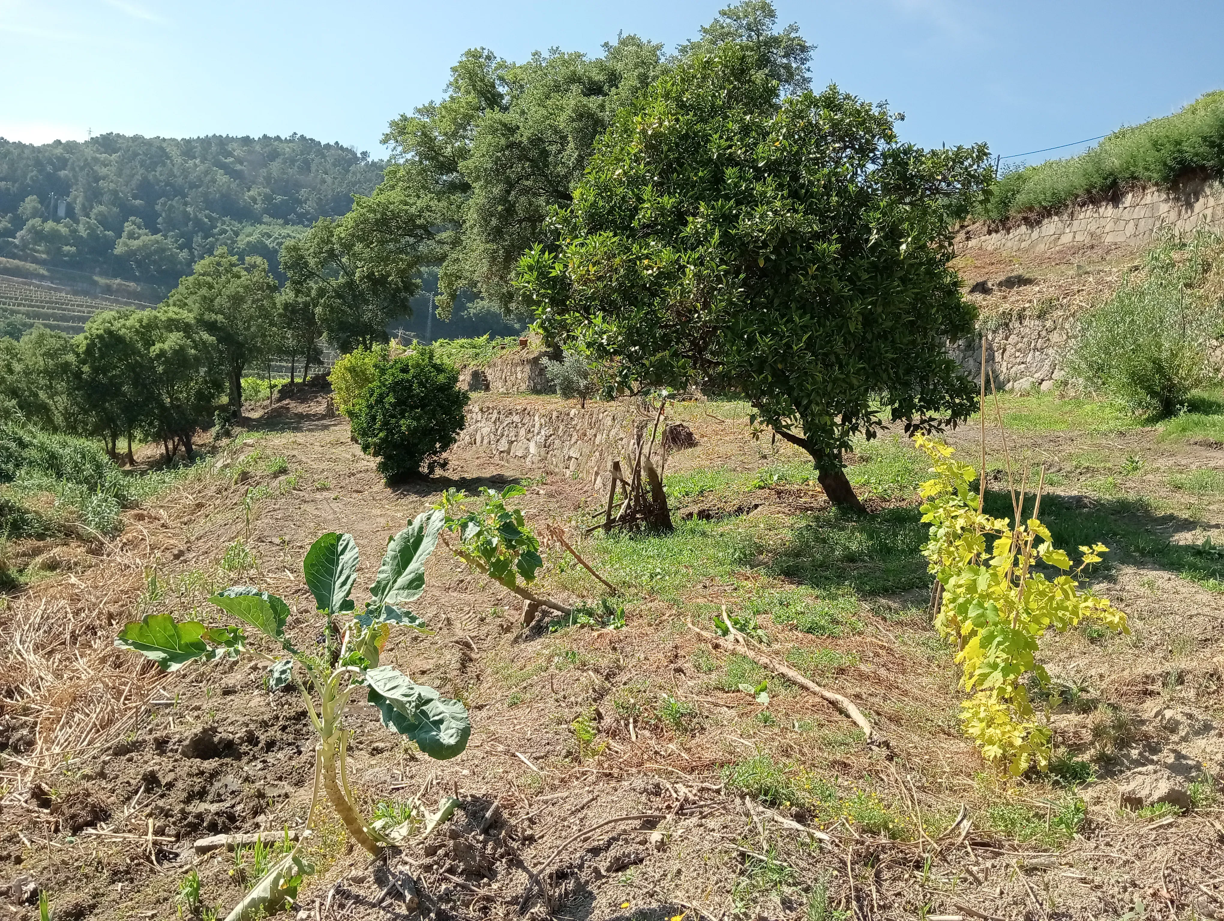 Moradia T2 à venda em Frende, Baião — foto 20