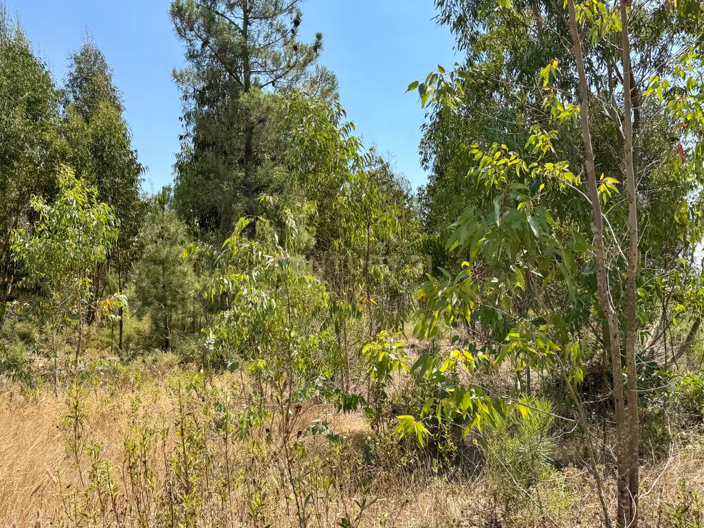 Terreno com 94.000 m2 na zona do Novo Aeroporto de Lisboa, Santo Estêvão, Benavente. Em venda! - Image 19