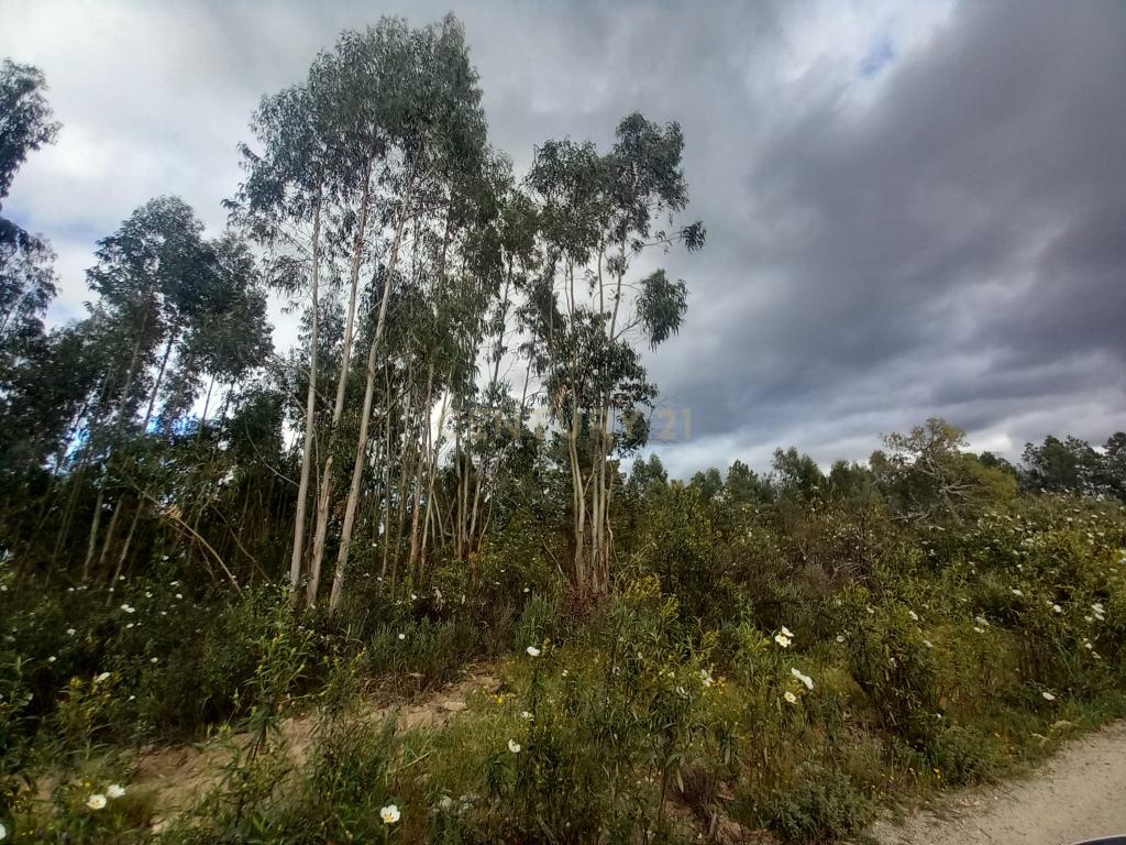 Terreno Panorâmico em Sarnadas de Ródão, Castelo Branco - Image 3