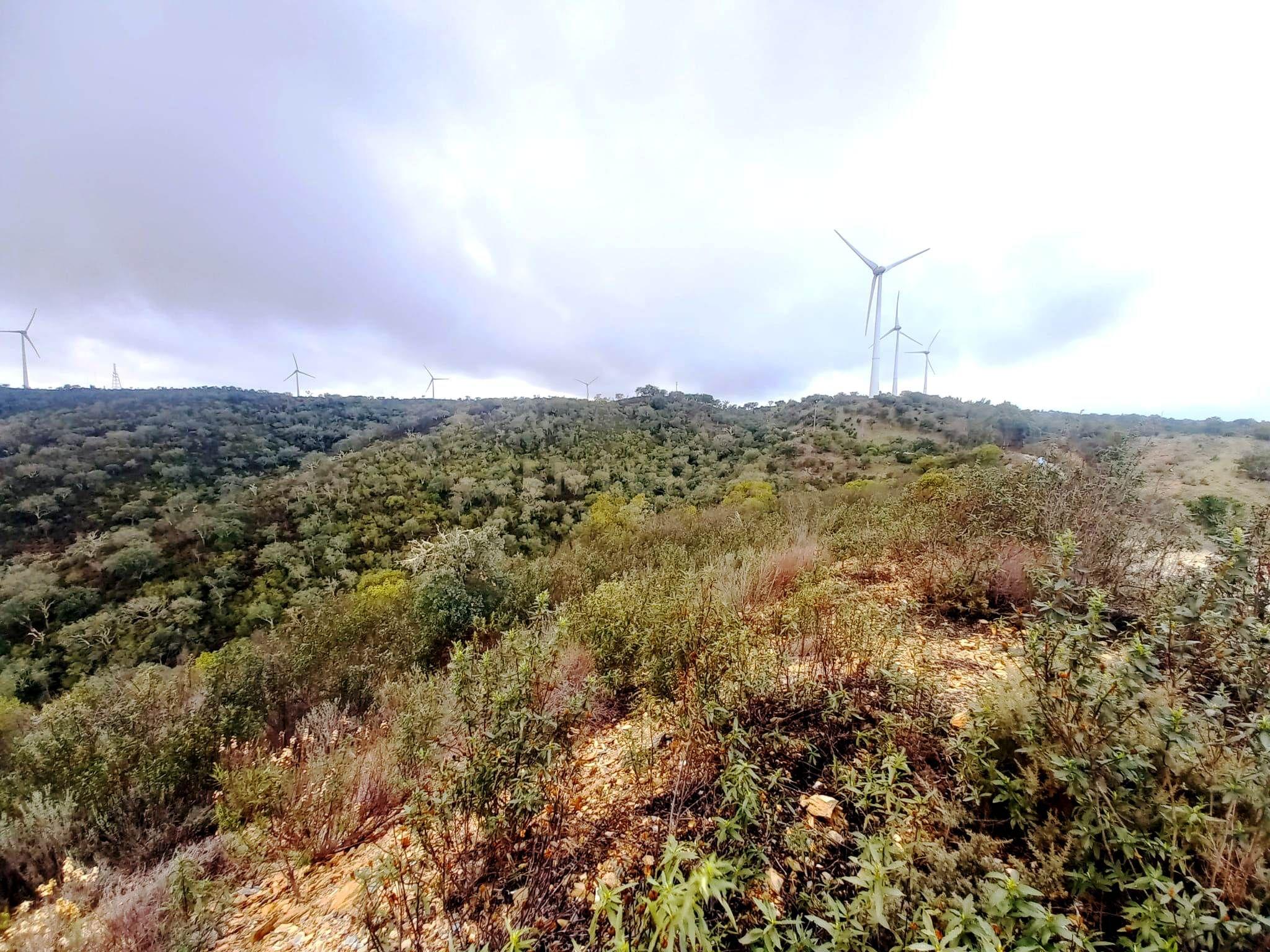 Fotografia 8 de Investimento Rural: 20 Hectares com Rendimento
