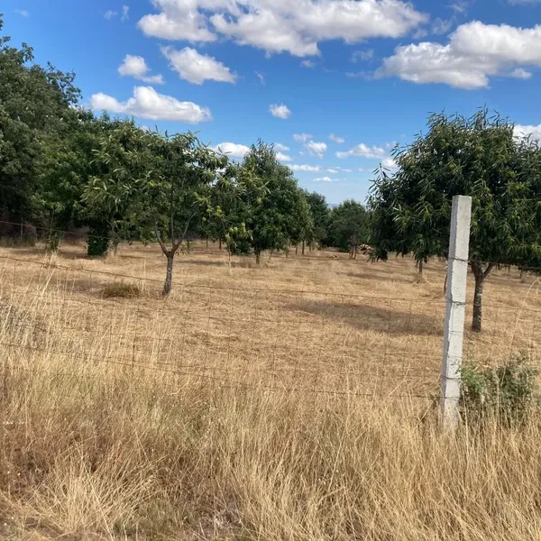 Terreno Agrícola em Pinela, Bragança - Image 4