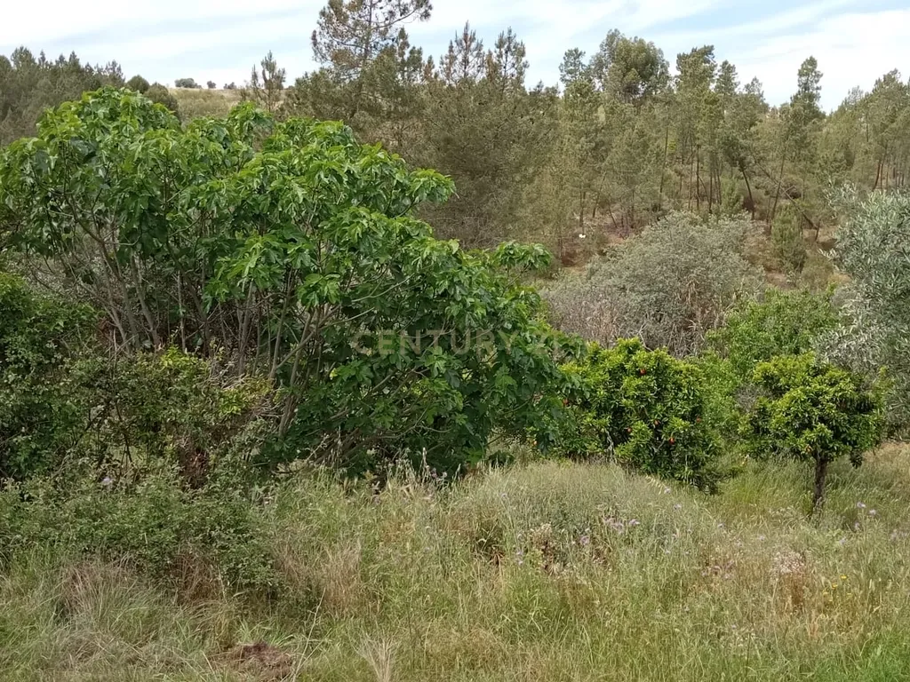 Terreno 8500m2, Lentiscais, Castelo Branco - Image 12
