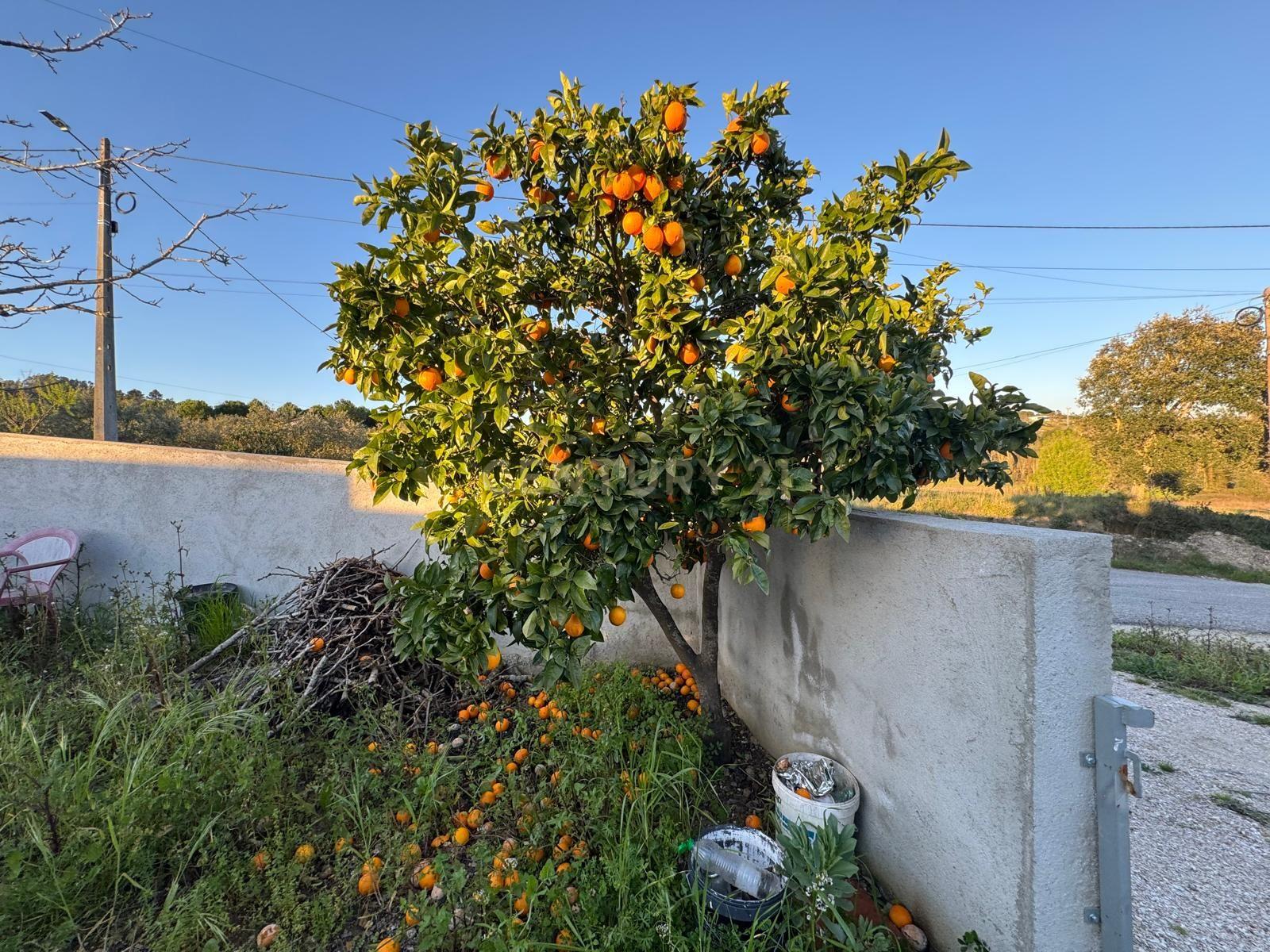 Moderna Moradia T1 em Pombal com Jardim e Terraço - Image 23