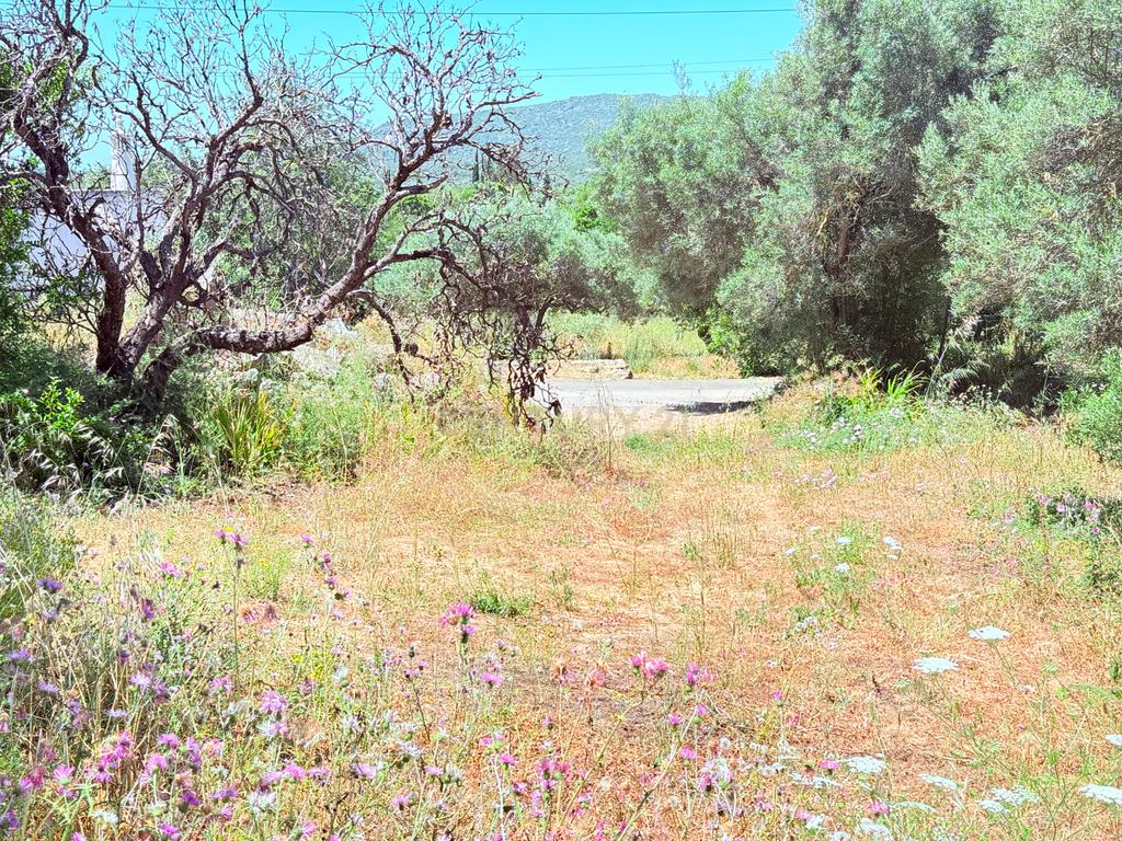 Quinta em Estiramantens – 1 Hectare de Pura Tranquilidade!  - Image 9