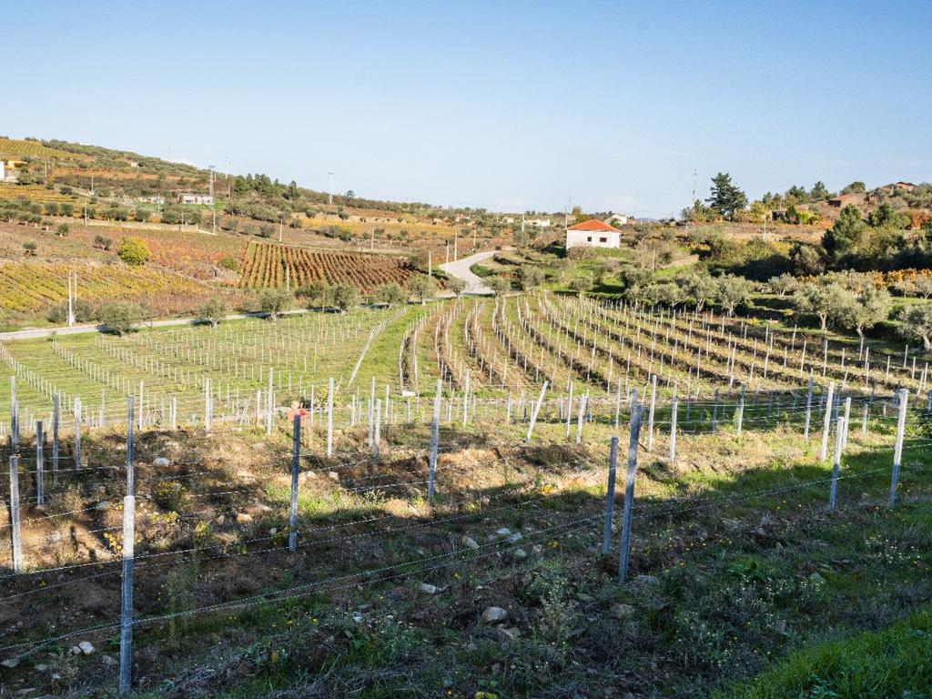 🏡Quinta com Moradia T3 e Vinha no Coração do Alto Douro Vinhateiro – Património Mundial da UNESCO - Image 57