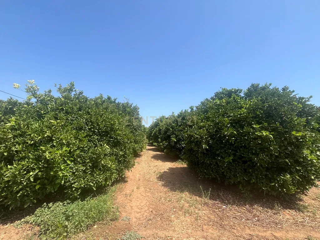 Quinta com 208.790m2, em Plena produção de Citrinos, e estufas, com elevado rendimento. Grande Potencial para projetos com fundos Europeus, e Turismo Rural. - Image 14