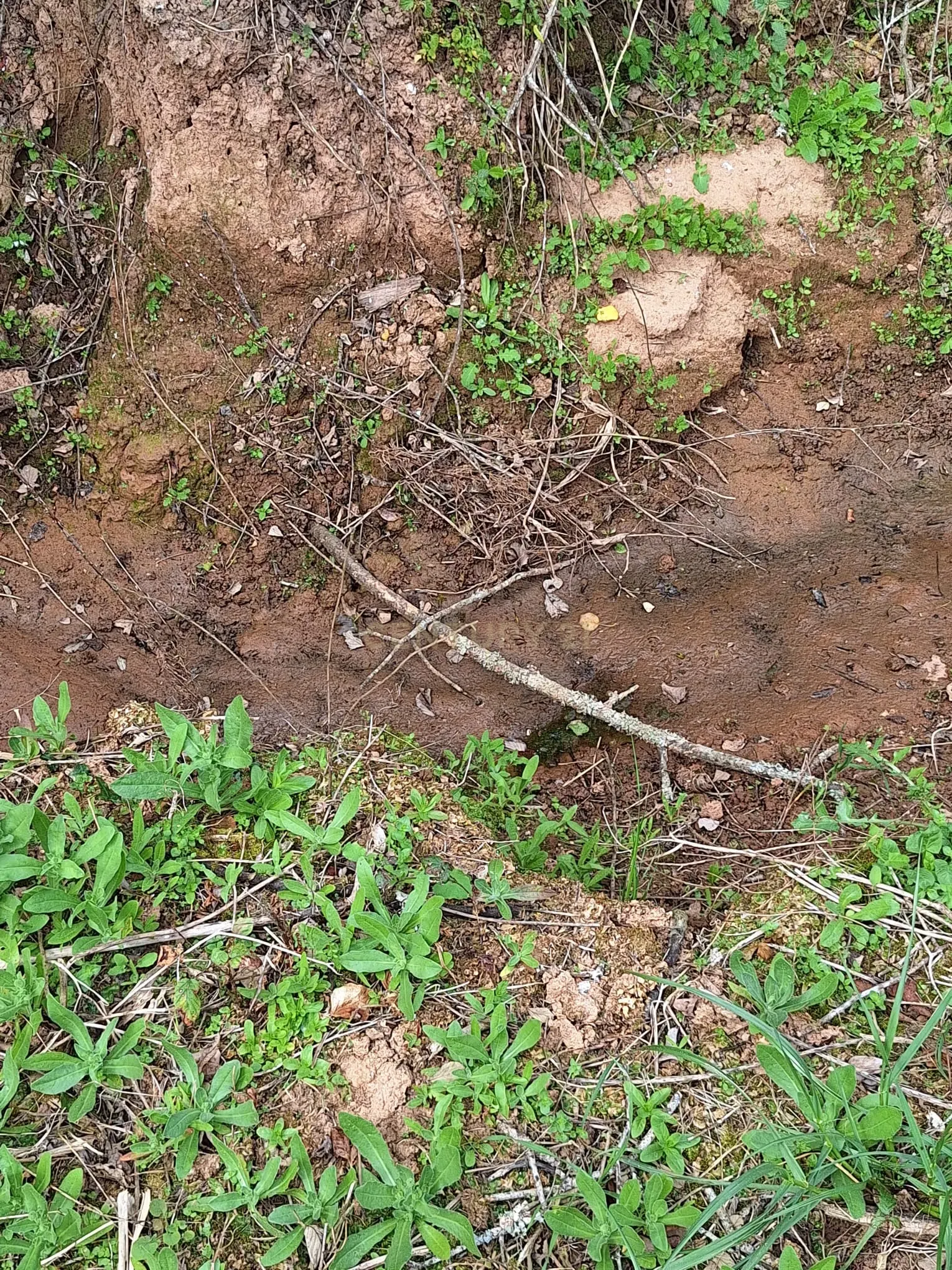 Fotografia 10 de Terreno entre Caldas da Rainha e Benedita e próximo da freguesia de Santa Catarina