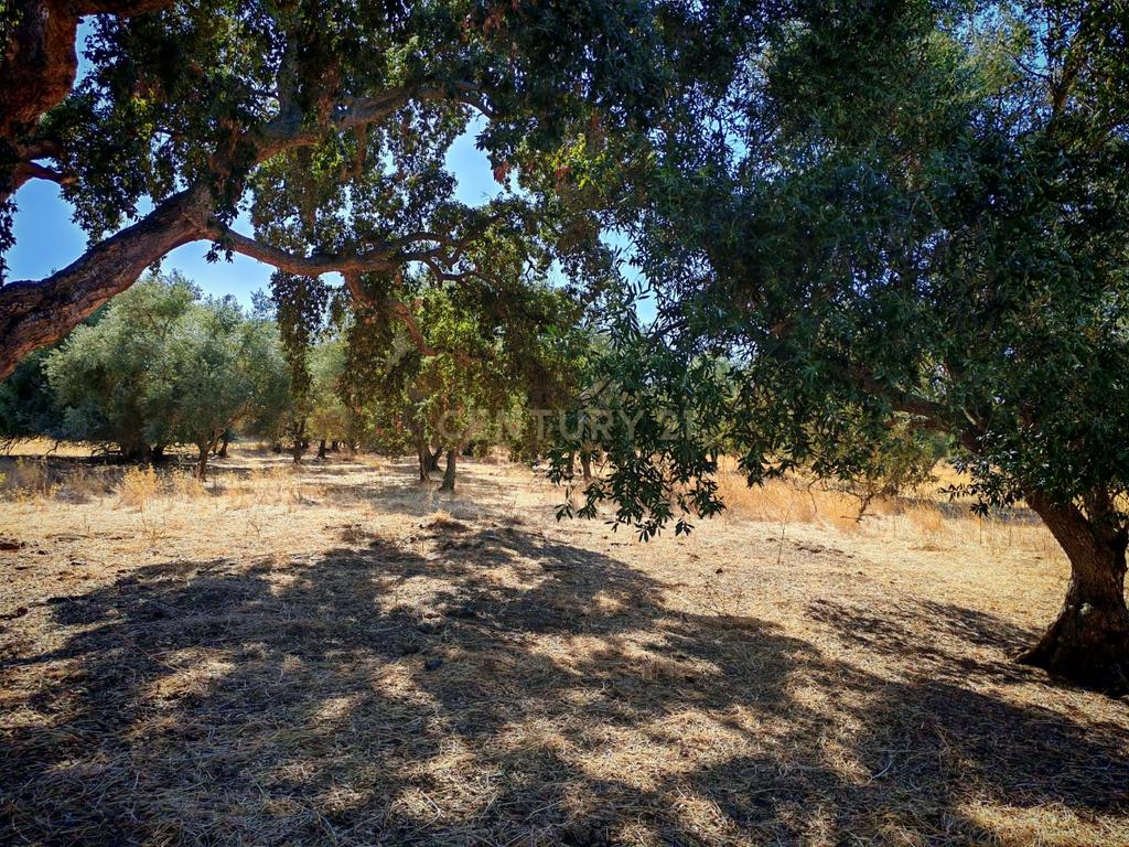 Terreno Rústico com 5.000 m2 - Quinta do Anjo, Palmela - Image 8