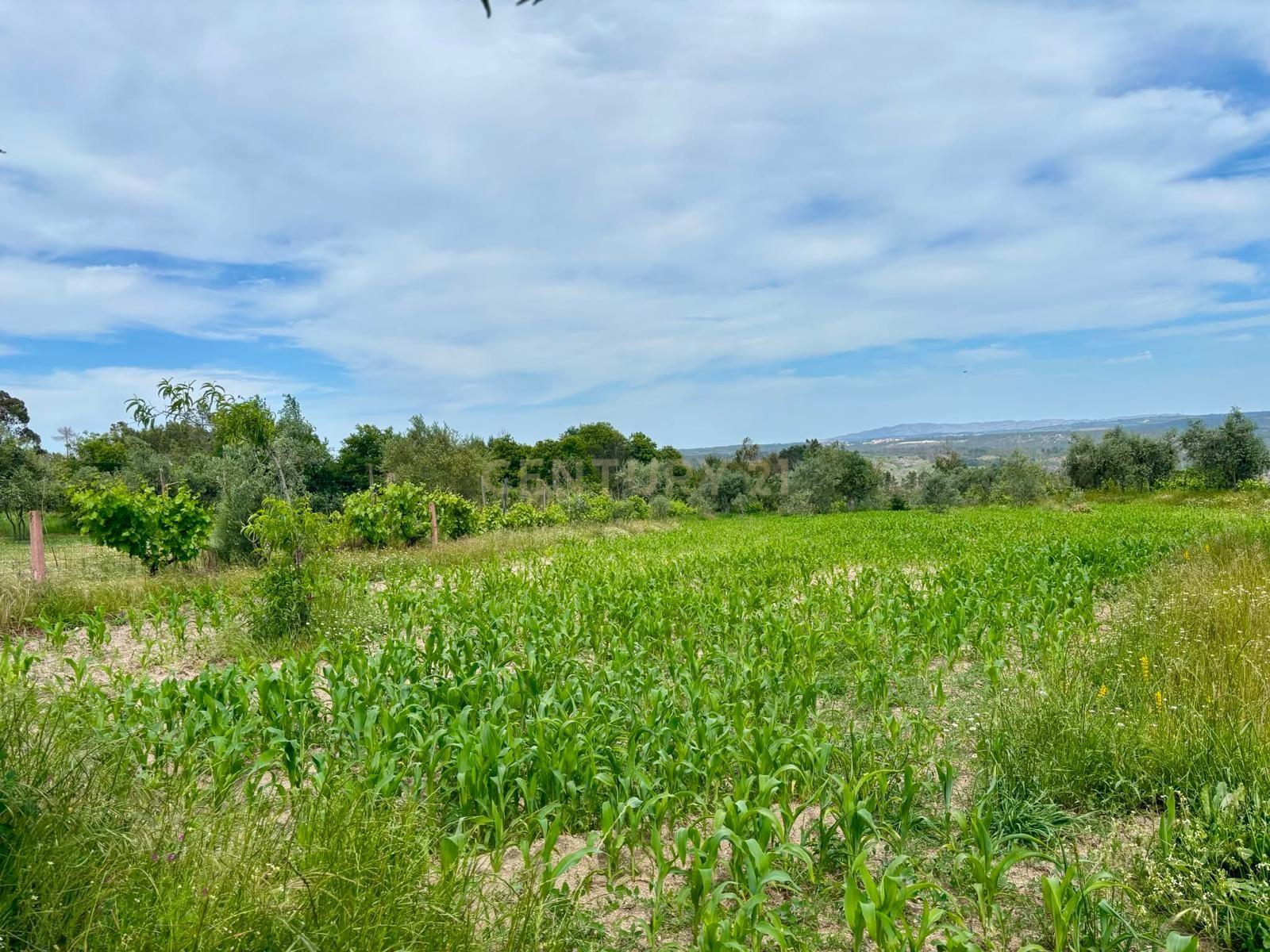 Fotografia 12 de Terreno na Quinta das Lameiras, com furo e vedado