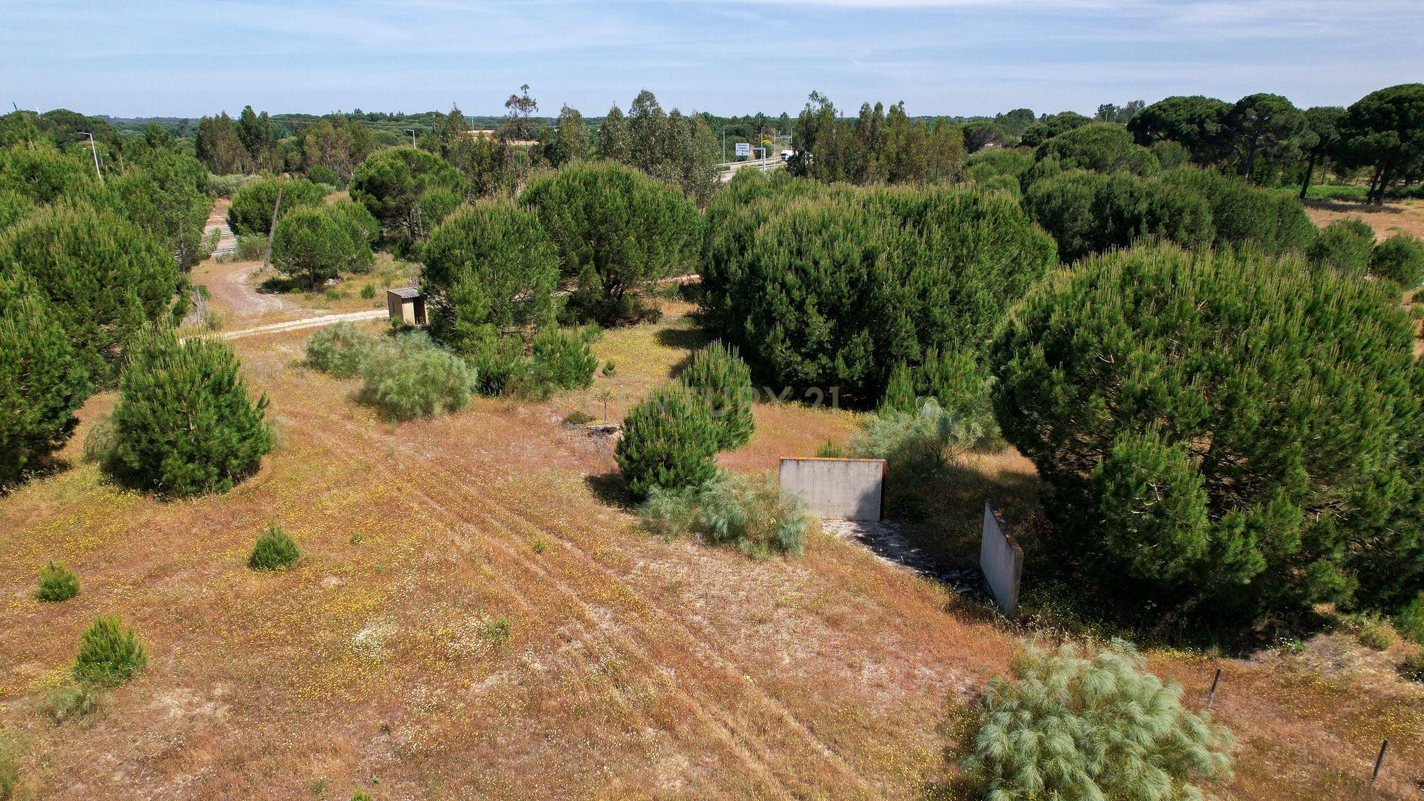 Terreno Rústico c/ 22.500m2 - Sto Isidro de Pegões - Montijo - Image 2